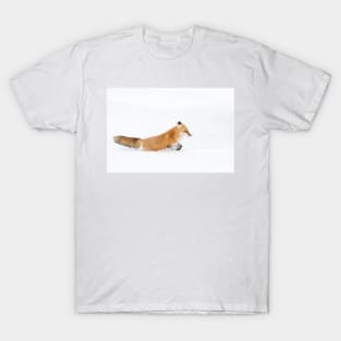 Red Fox - Algonquin Park T-Shirt